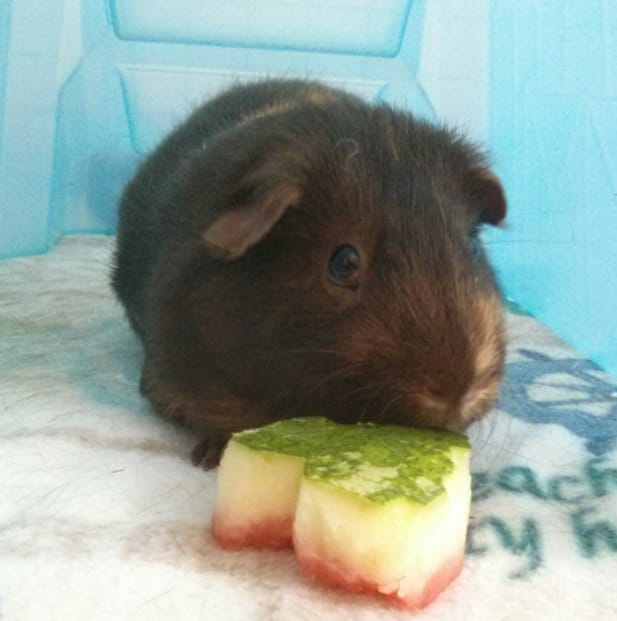 How Much Can Guinea Pigs Eat Watermelon Rind