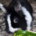 Can Rabbits Eat Watermelon