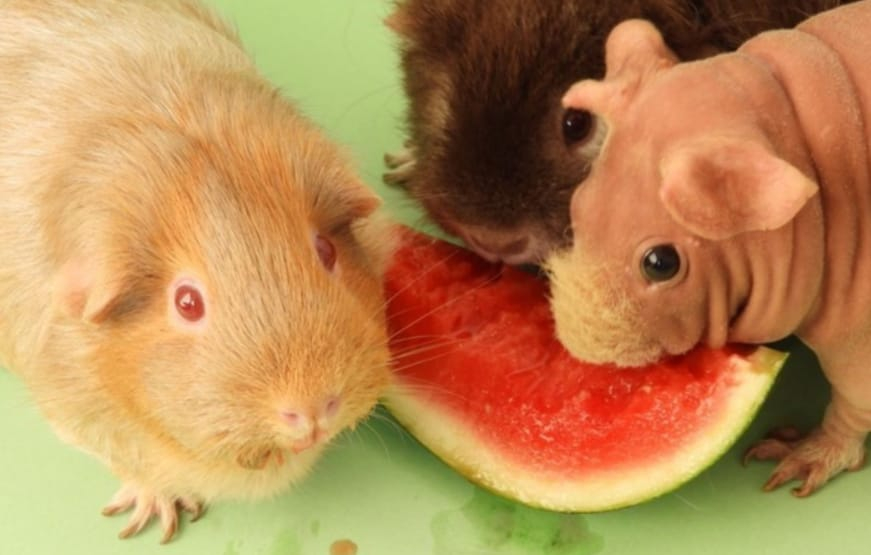 Can Your Pet Eat Watermelon Seeds