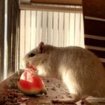 Can hamsters have watermelon