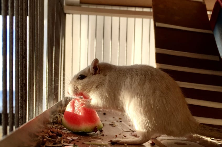 Can hamsters have watermelon