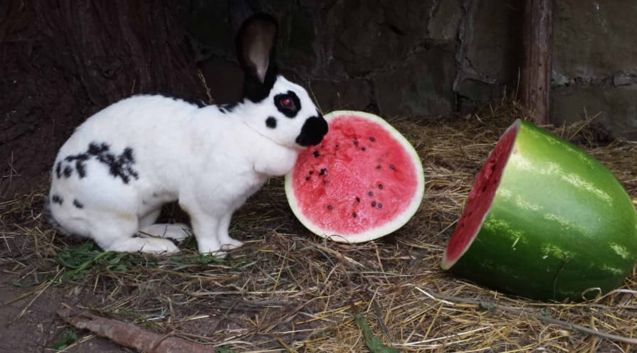 Choose Watermelon Rind Instead of Flesh