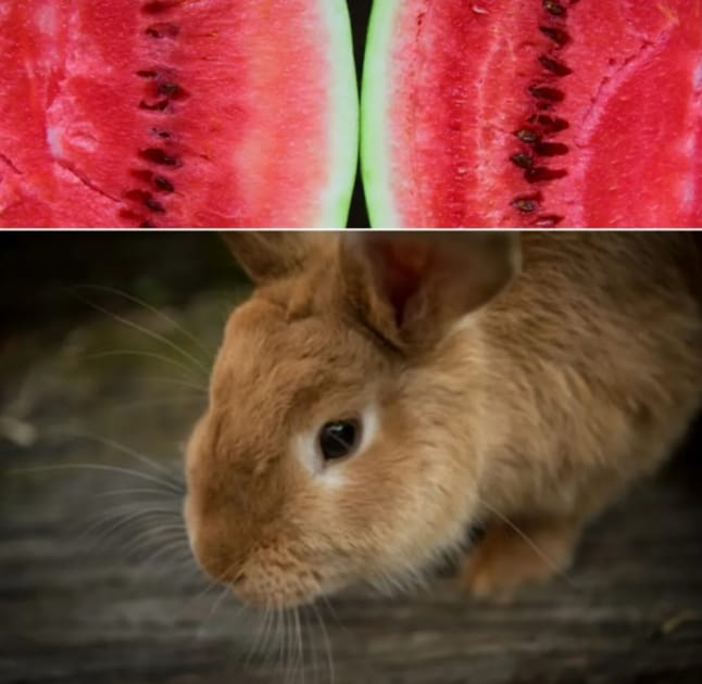 Avoid Feeding Watermelon Seeds to Rabbits