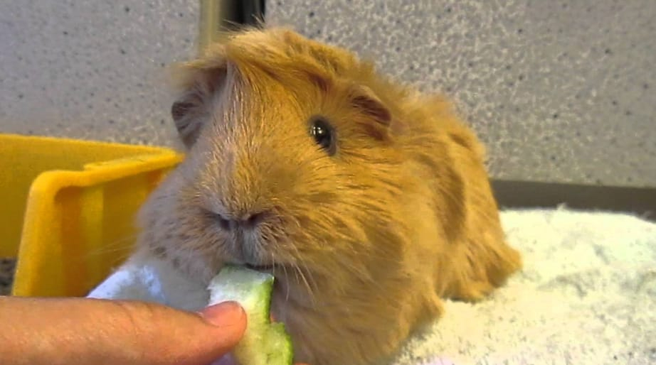 Nutrients for Guinea Pigs from Watermelon