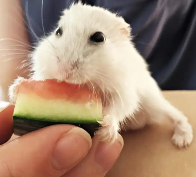 Can Your Hamsters Eat Watermelon Rind
