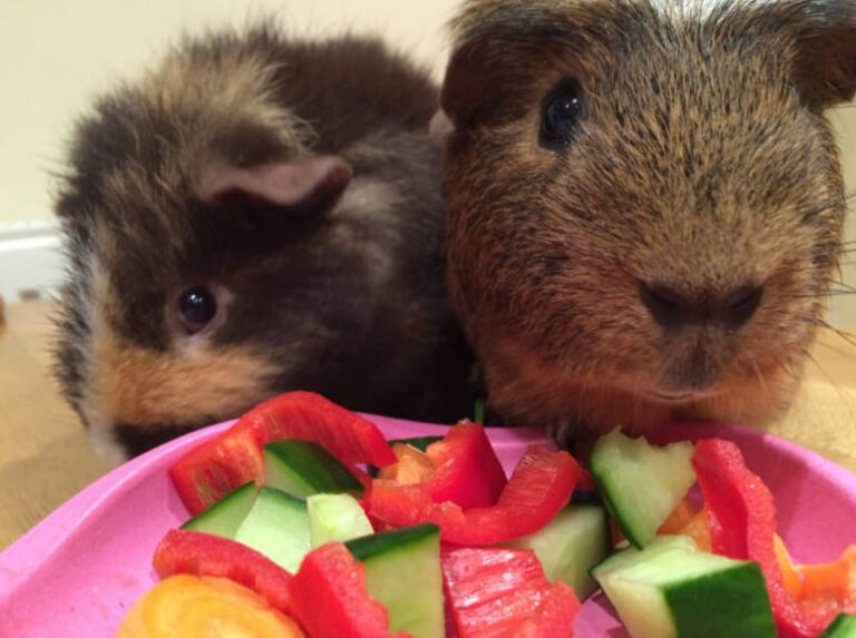 Can Guinea Pig Eat Watermelon Rind, Flesh, and Seeds? - Natgeos