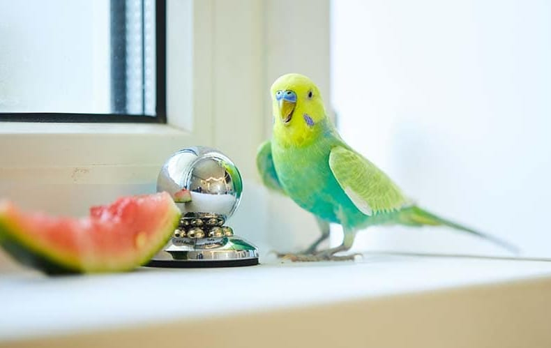 can parakeets eat watermelon