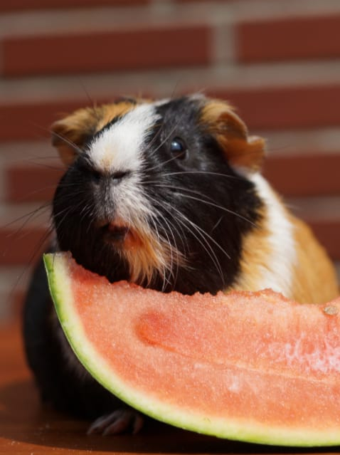 Can Guinea Pig Eat Watermelon Rind