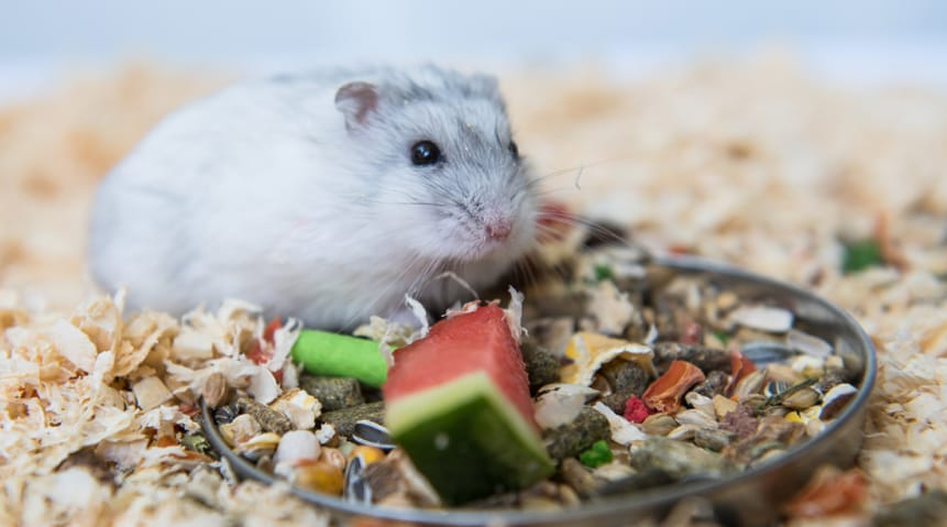 Ideal Portion of Watermelons Your Hamsters Can Get