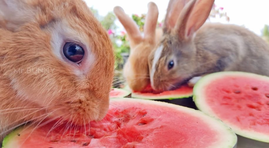 The Best Portion of Watermelons for Your Rabbits