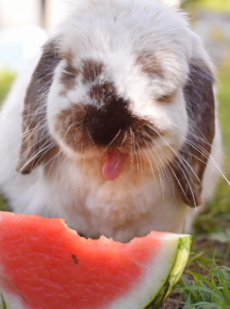 Can Rabbits Eat Watermelon of All Types