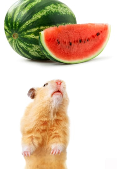 How To Serve Watermelon to My Hamster