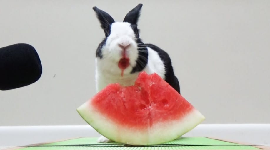 Unique Fact About Rabbits and Watermelons