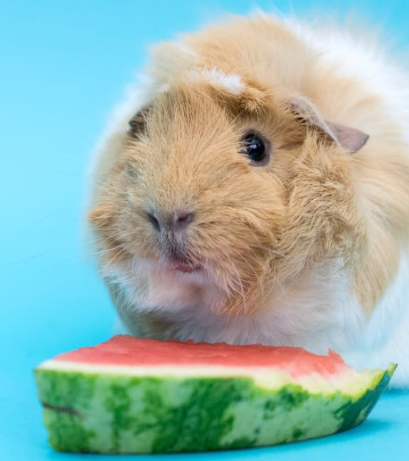 Feeding Your Guinea Pigs with Fruits