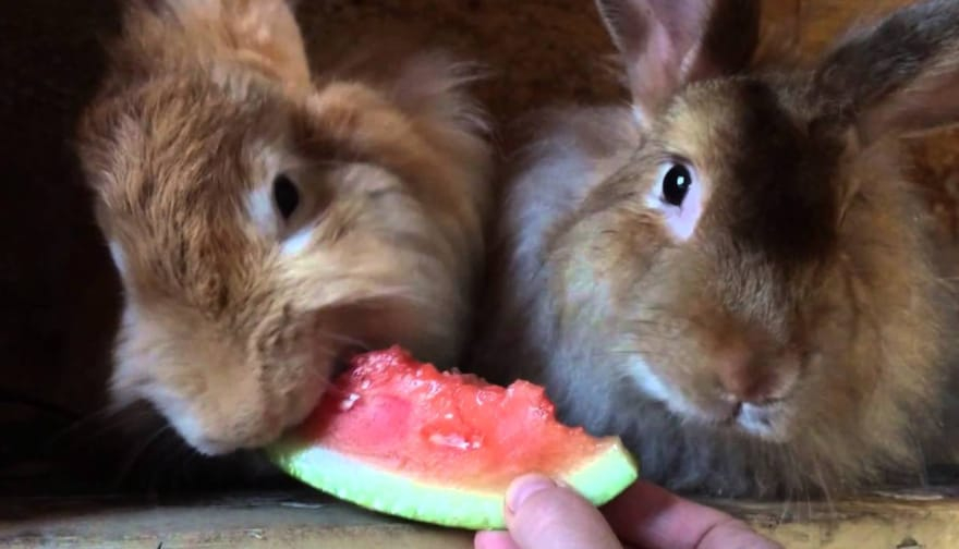 Watermelon Benefits for Rabbit Pets