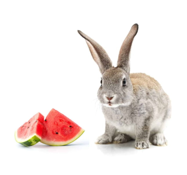 Are Watermelons Safe for Your Rabbit Pets