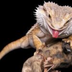 can bearded dragons eat grasshoppers