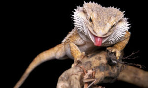 can bearded dragons eat grasshoppers