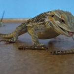 can bearded dragons have mealworm beetles