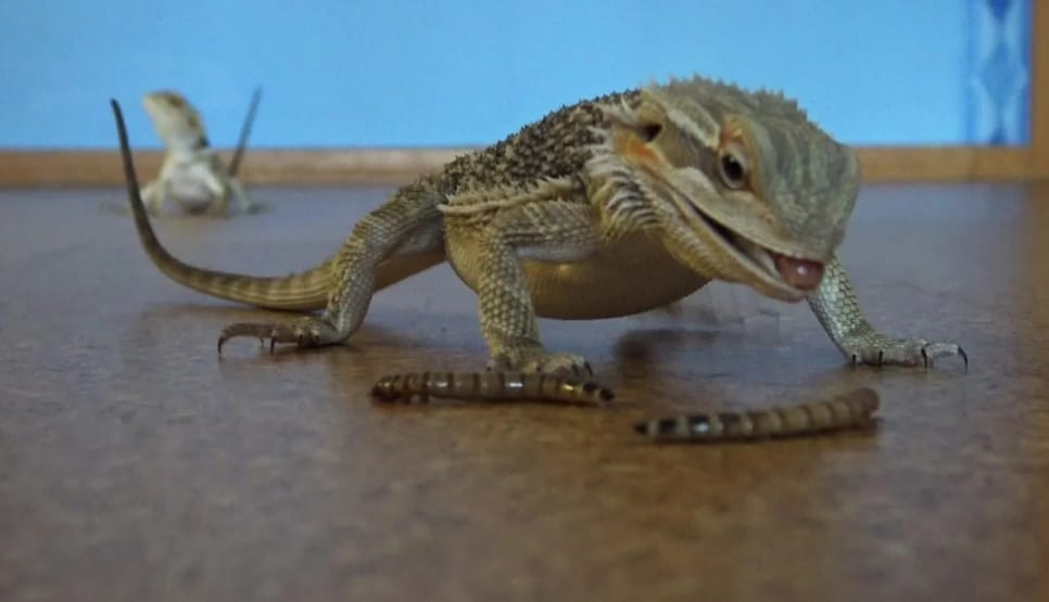 can bearded dragons have mealworm beetles
