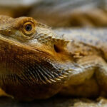 can bearded dragons have radishes