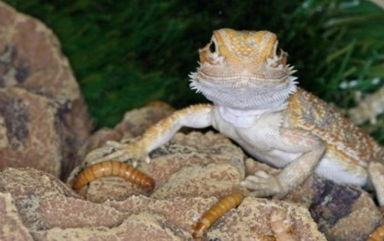 can bearded dragons eat mealworm beetles