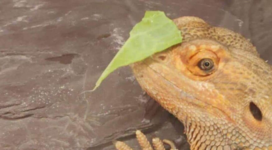 can bearded dragons eat radishes
