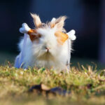 can guinea pig eat watermelon rind