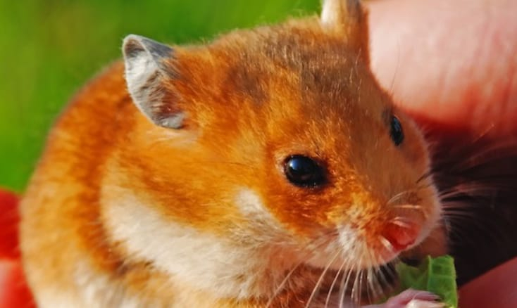 can hamsters eat spinach