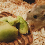 Can Hamsters Eat Avocado