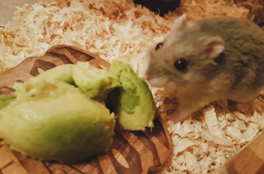 Can Hamsters Eat Avocado