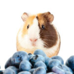 can hamsters have blueberries