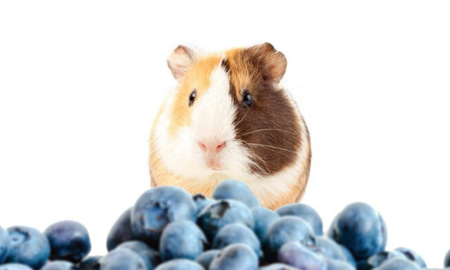 Can Hamsters Eat Blueberries as Their Main Diet? img