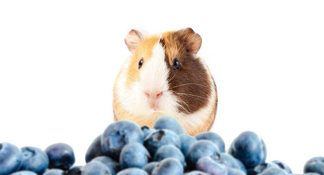 can hamsters have blueberries