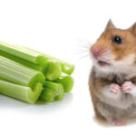 can hamsters have celery