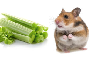 can hamsters have celery