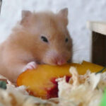 can hamsters eat mango