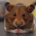 can hamsters eat pistachios