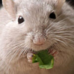 can hamster have spinach