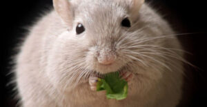 can hamster have spinach