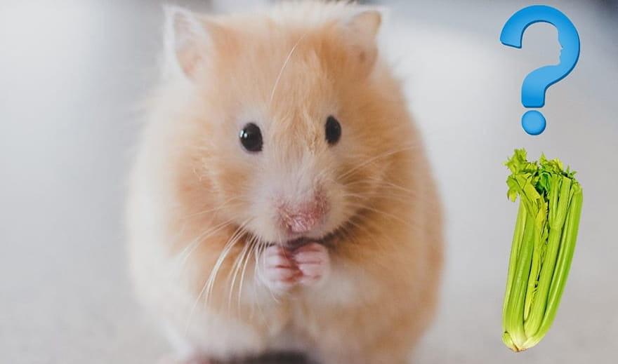 can hamsters eat celery