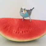 can parakeets eat watermelon