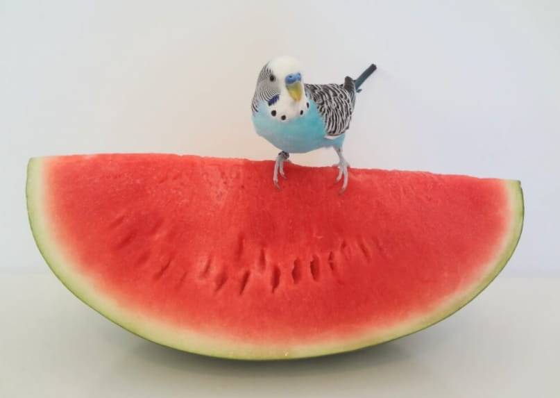 can parakeets eat watermelon