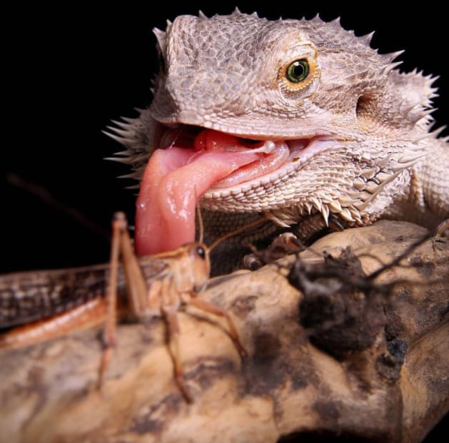 can bearded dragons eat grasshoppers