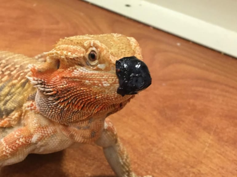 Can Bearded Dragons Eat Blueberries and Get Benefits from the Fruits?