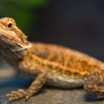 Can Bearded Dragons Eat Blueberries