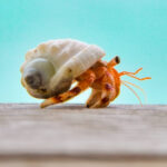 Can Hermit Crabs Eat Blueberries