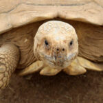 Can Sulcata Tortoises Eat Celery