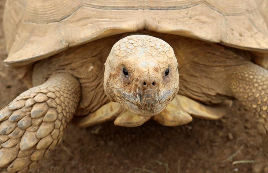 Can Sulcata Tortoises Eat Celery