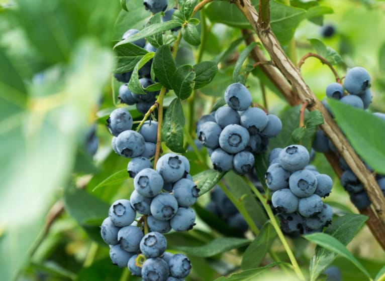 Cooked Blueberries for Hermit Crabs